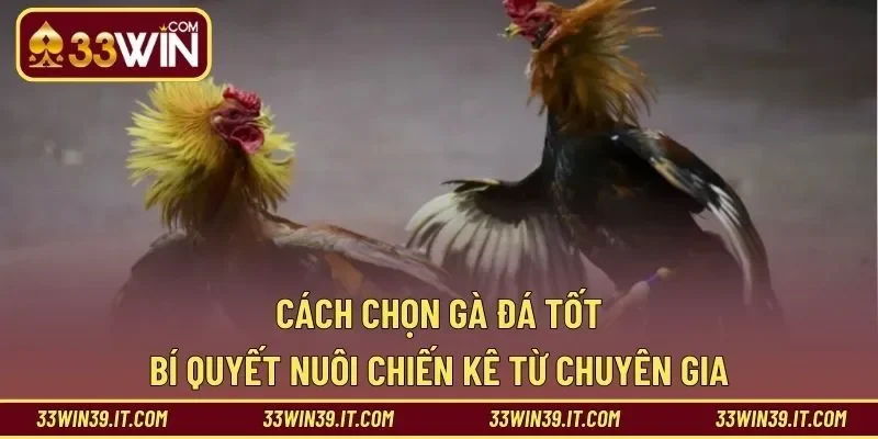 Cách Chọn Gà Đá Tốt – Bí Quyết Nuôi Chiến Kê Từ Chuyên Gia