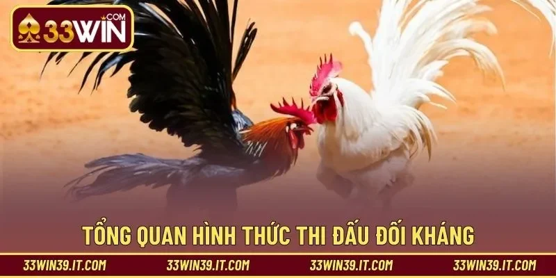 Tổng quan hình thức thi đấu đối kháng trực tuyến